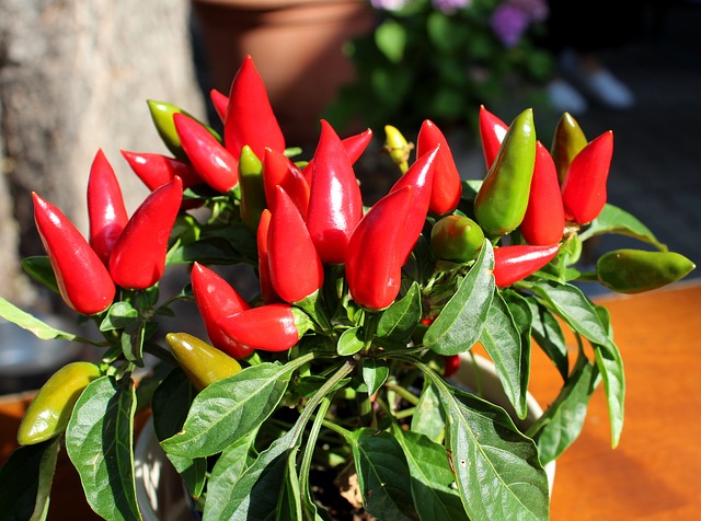 Zavařování feferonek (chilli papriček) recepty
