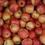 Jablečný kompot