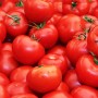 Zavařování rajčat