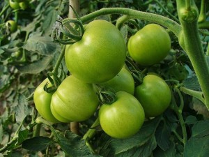 Zavařování zelených rajčat recepty